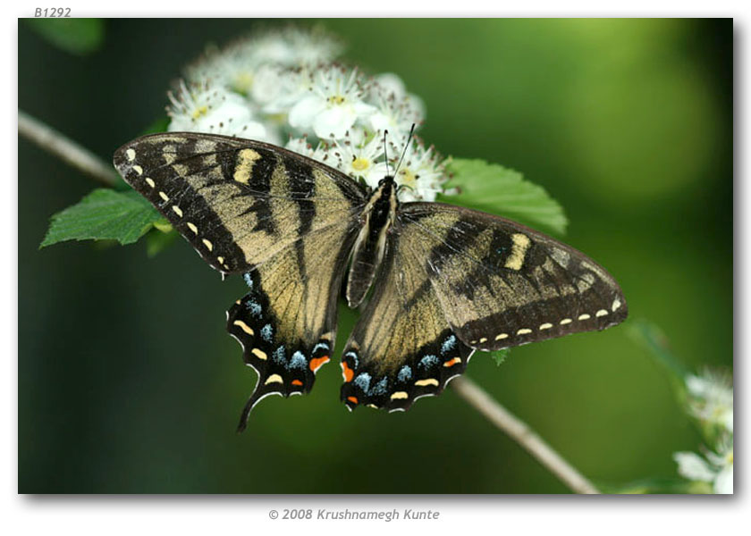 Papilio appalachiensis female (aberrant, live, Spruce Knob National Rec Area, Pendleton Co., WV 6-7-2006) (Internet Image property of respective owner, non-commercial use only)